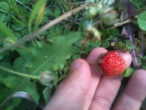 Wild Fairview Strawberry