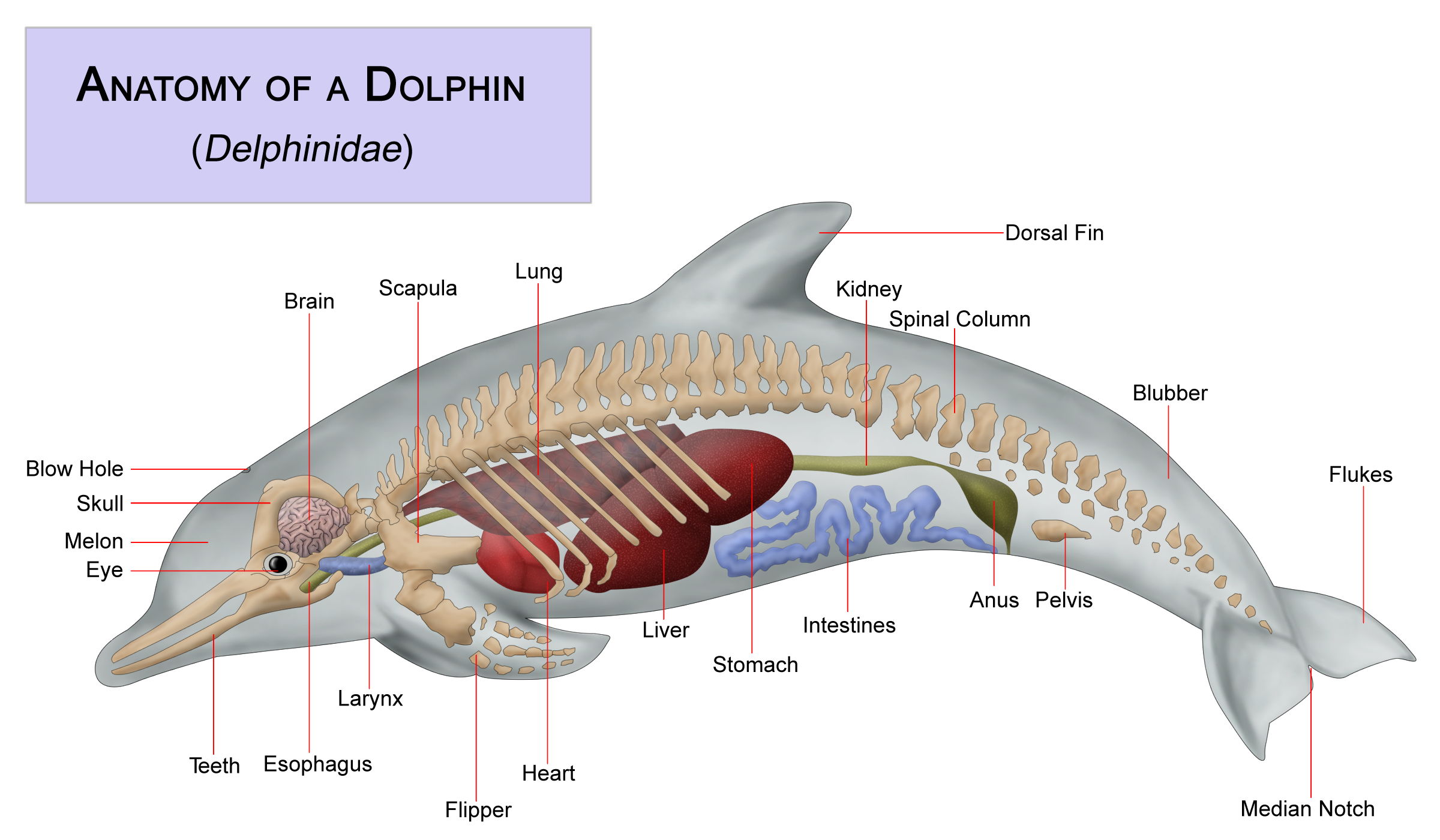 Dolphin anatomy