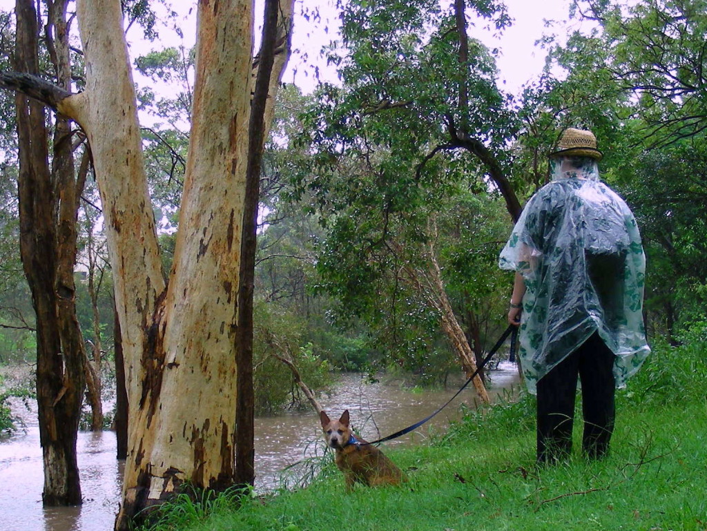 Sian & Cuinn the cattledog puppy overlooking a flooded park