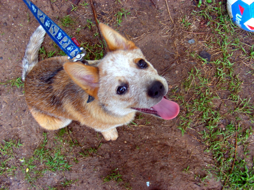 Cuinn Cattledog (Dec 20110