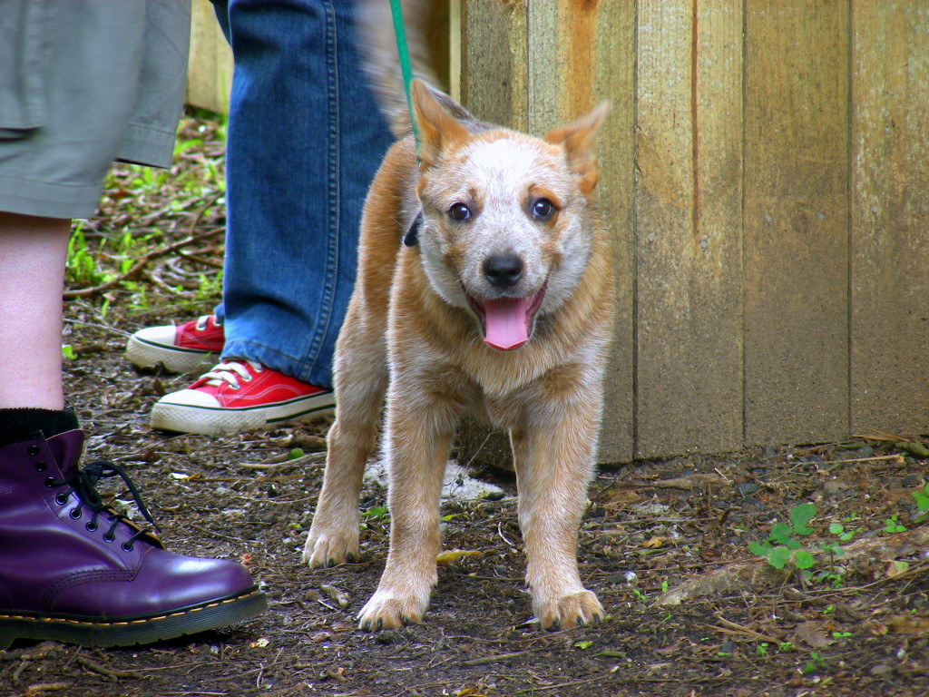 Cuinn Cattledog